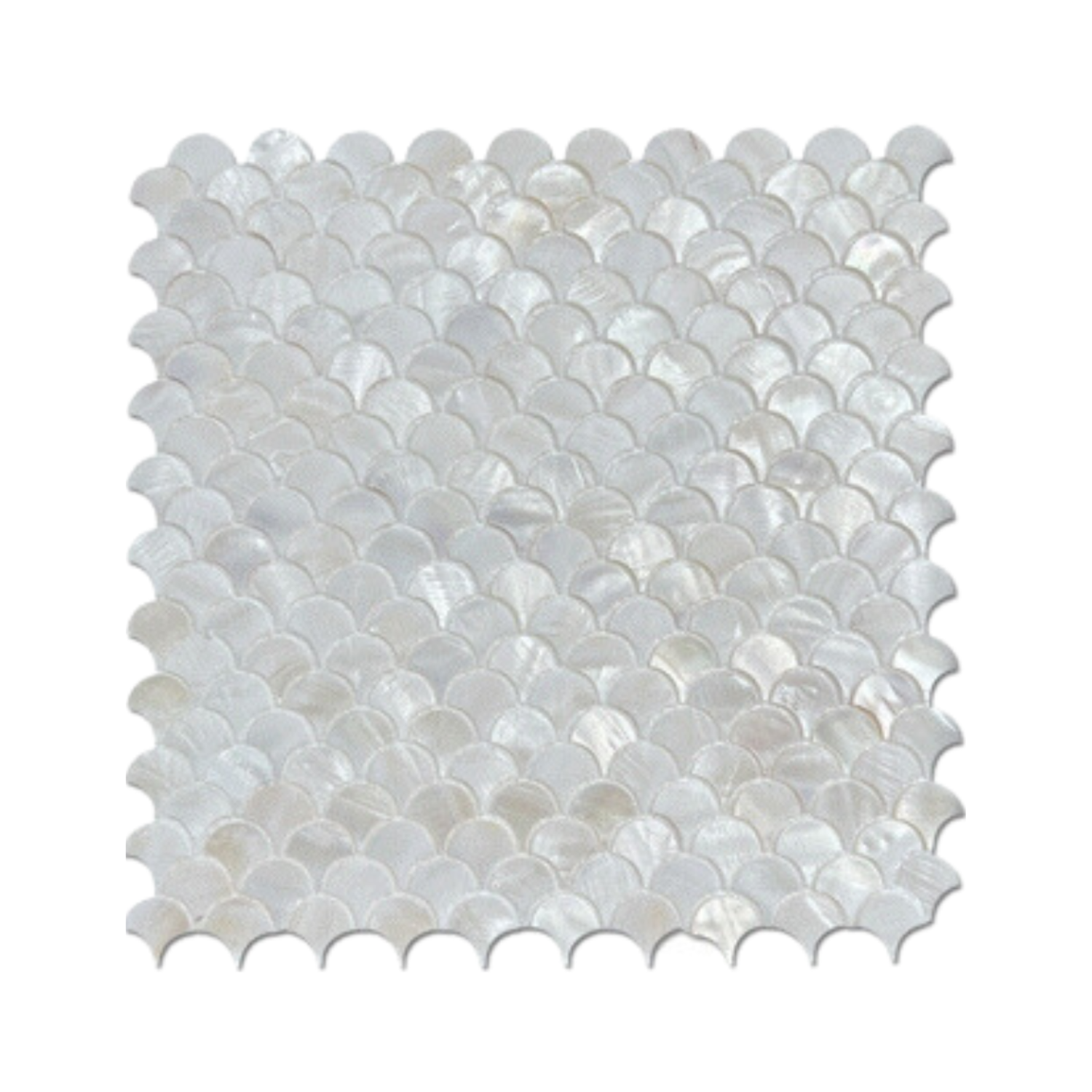 กระเบื้องเปลือกหอย กระเบื้องโมเสก กระเบื้องโมเสกเปลือกหอย seashell tiles